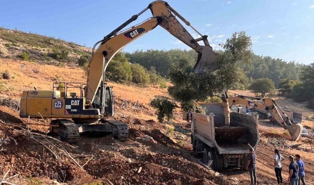 Ankara Üniversitesi Teknokent’te yürütülen Ar-Ge projesinde taşınan 9 zeytin ağacının