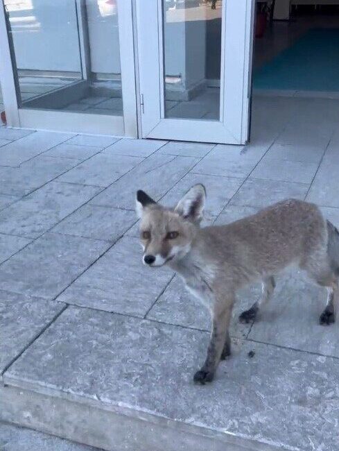 Bilecik’te Milli Eğitim Müdürlüğü binasına giren tilki görenleri hayrete düşürdü.
