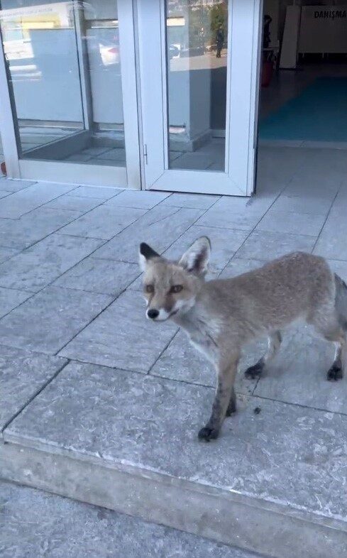 Bilecik’te Milli Eğitim Müdürlüğü binasına giren tilki görenleri hayrete düşürdü.