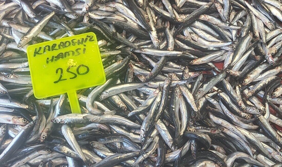 Muğla’da balık sezonunun açılmasıyla birlikte Karadeniz hamsisi tezgahlarda yer aldı.