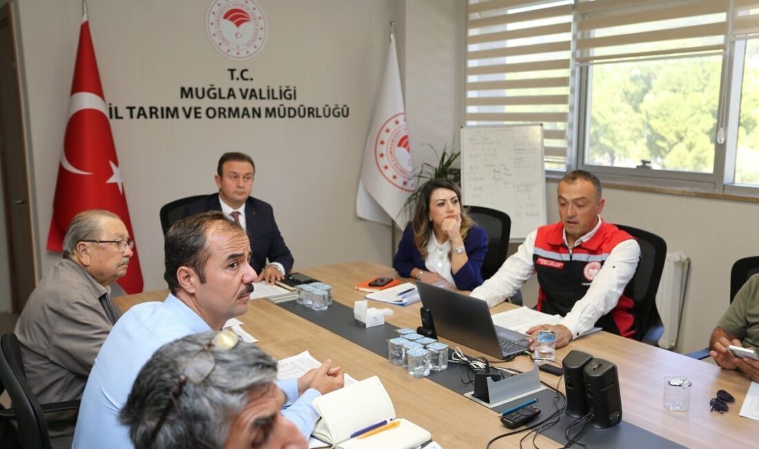 Muğla’daki zeytin sektörü paydaşları, zeytin rekoltesi tahmini için bir araya