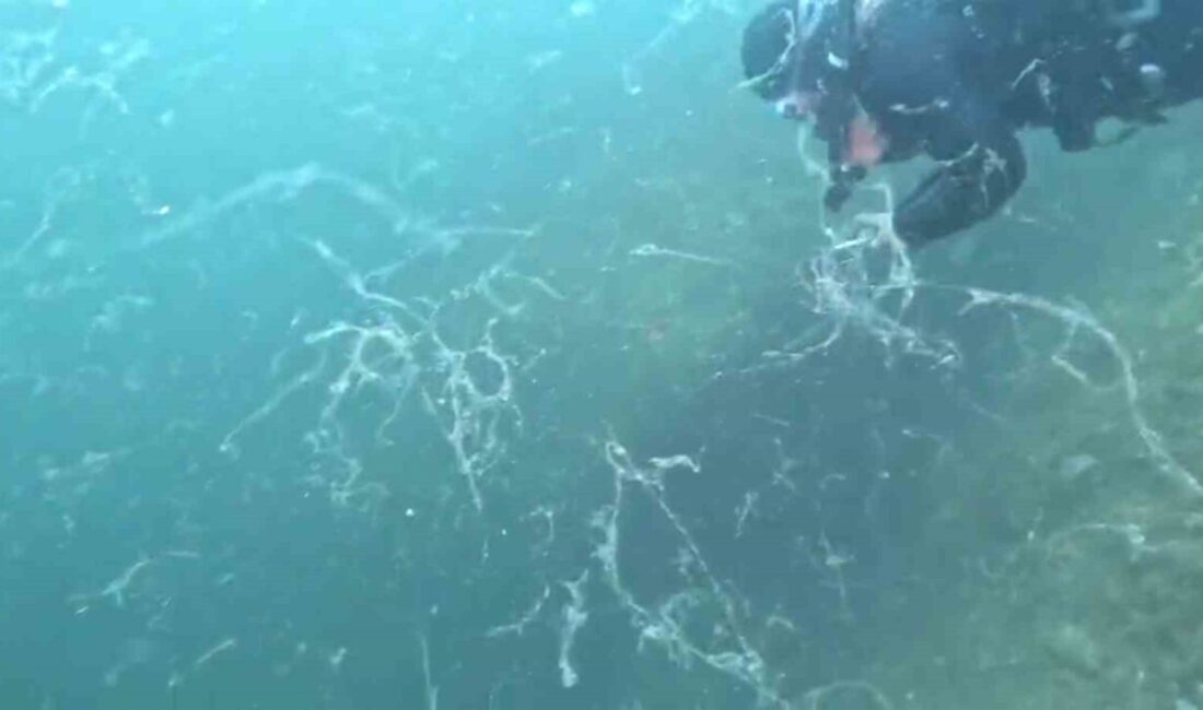 İklim değişikliğinin etkisi ile deniz suyu sıcaklığındaki durgunluk ve azot-fosfor