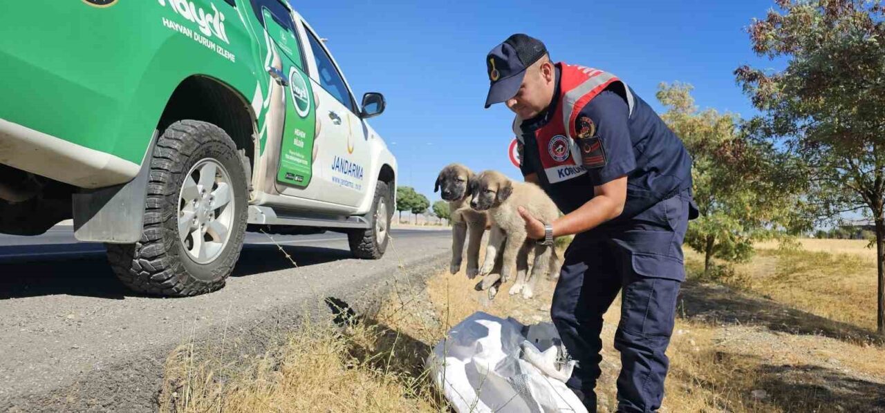 Karayolu kenarına çuvalla bırakılan iki yavru köpek jandarma ekiplerince kurtarıldı.
