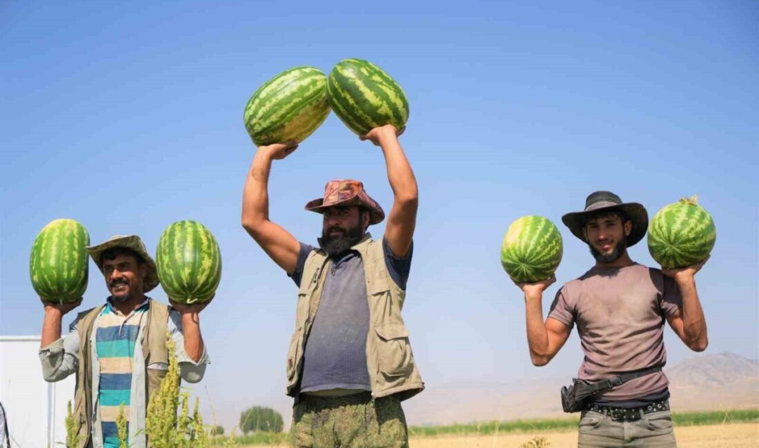 Muş’ta 40 bin dekar alanda ekimi yapılan karpuzdan 2 milyar