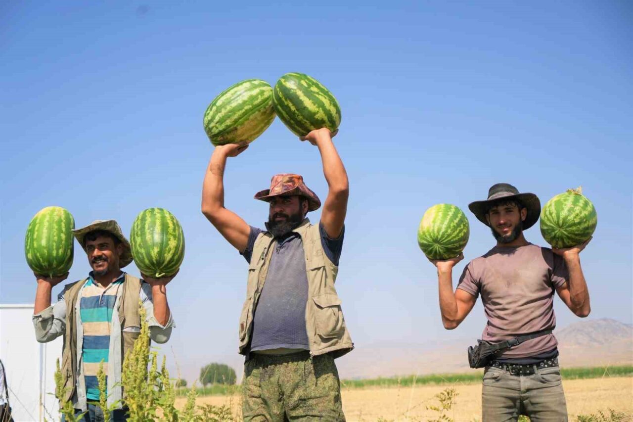 Muş’ta 40 bin dekar alanda ekimi yapılan karpuzdan 2 milyar