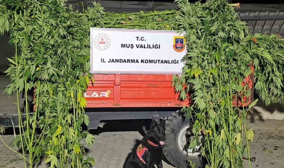Muş’ta jandarma ekiplerince düzenlenen operasyonda 2 binden fazla kök kenevir