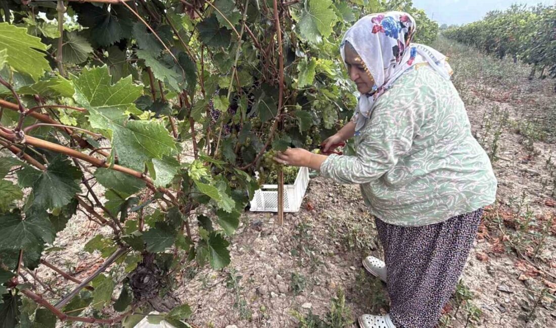 Tokat’ın Erbaa ilçesinde Narince üzümünde hasat başladı. Zirai don nedeniyle