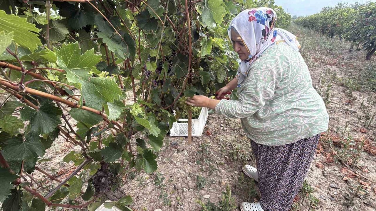 Tokat’ın Erbaa ilçesinde Narince üzümünde hasat başladı. Zirai don nedeniyle