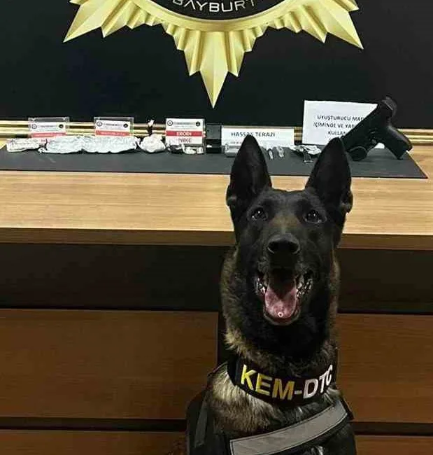 Bayburt’ta polis ekiplerince narkotik operasyonu düzenlendi. Narkotik arama köpeği Pablo