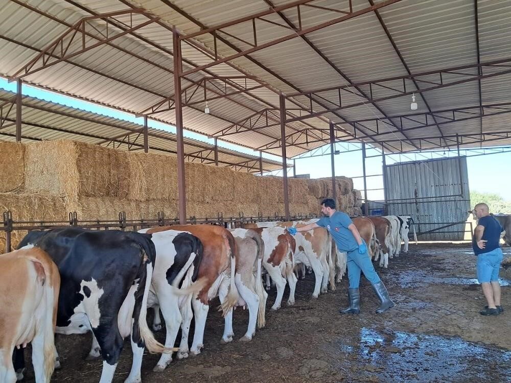 Aydın’ın Nazilli ilçesinde şap hastalığından korunmak için hayvanları aşılama çalışmalarının