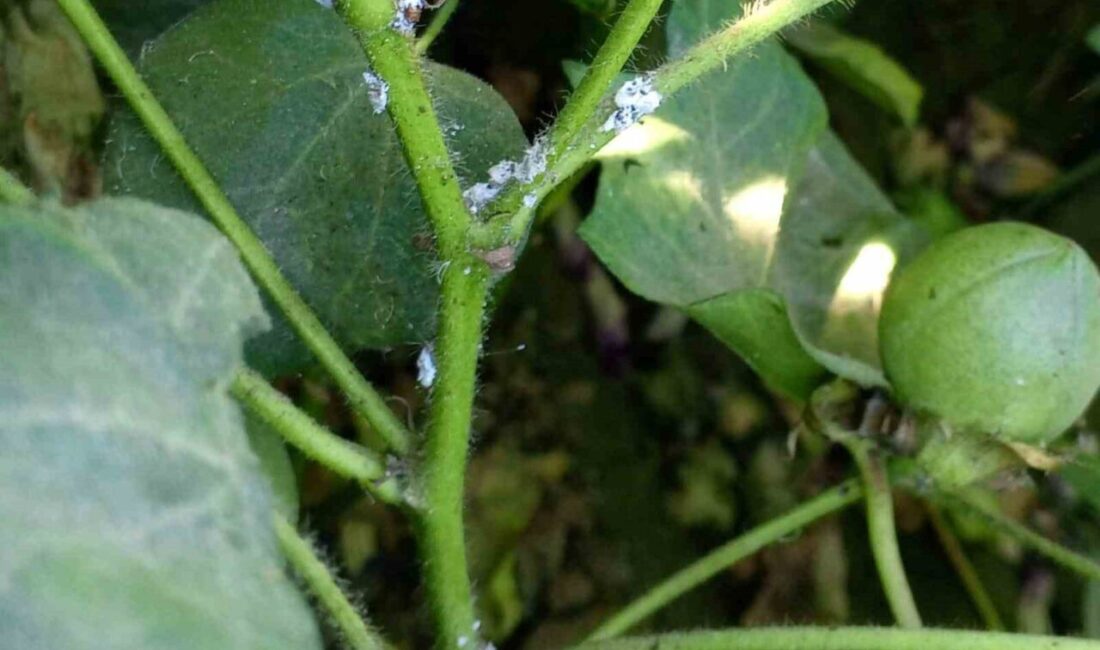 Nazilli İlçe Tarım ve Orman Müdürlüğü, pamuk üreticilerine pamuk unlu