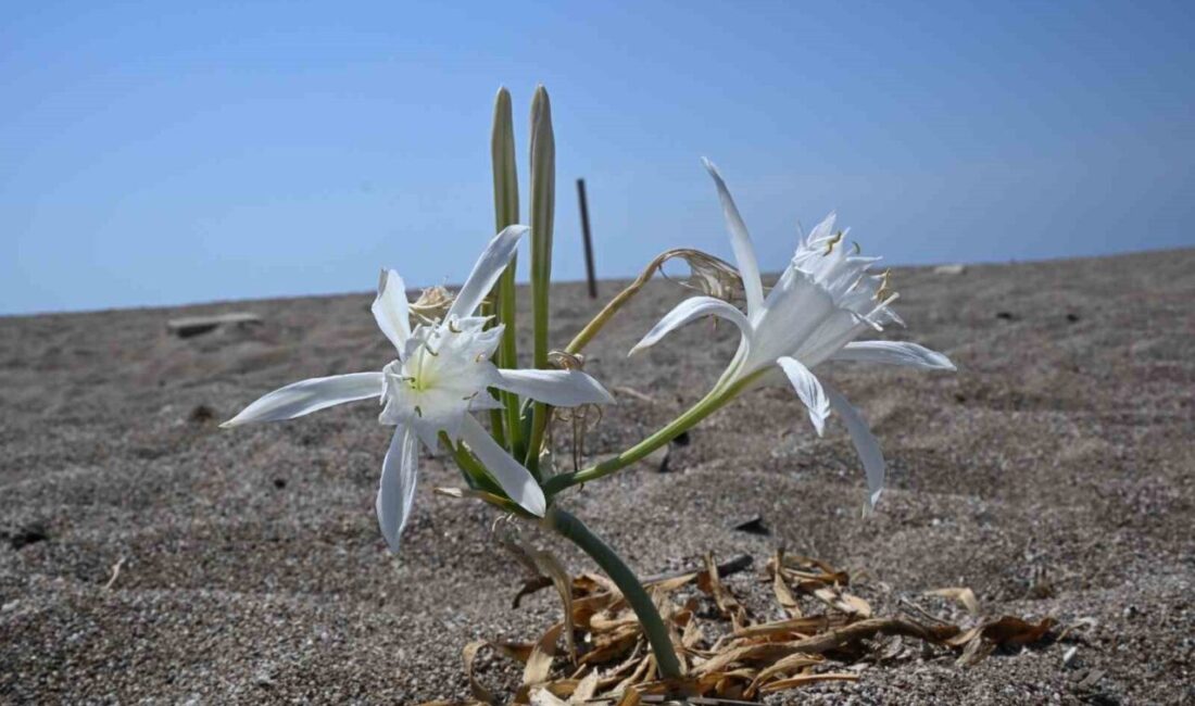 Manavgat Turizm Fakültesi’nden Doç. Dr. İlker Çinbilgel, nesli tükenme tehlikesi