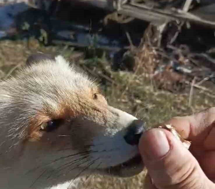 Trabzon’un Of ilçesinde yaşayan ve yazlarını Bayburt’a bağlı Soğanlı Yaylası’nda