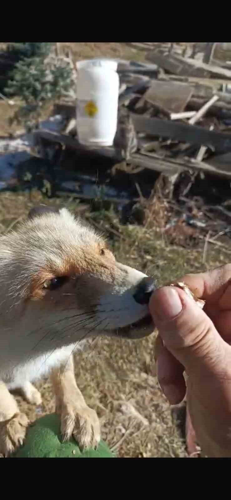 Trabzon’un Of ilçesinde yaşayan ve yazlarını Bayburt’a bağlı Soğanlı Yaylası’nda