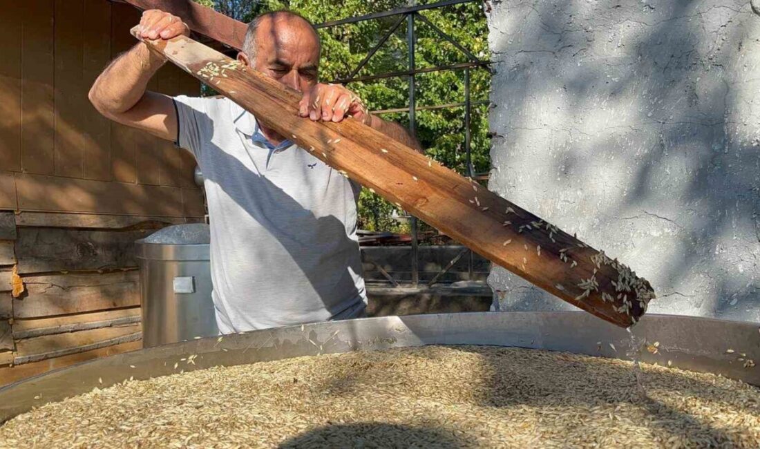 Kastamonu’nun İhsangazi ilçesinde, çiftçiler 12 bin yıldır genetiği değişmeyen siyez