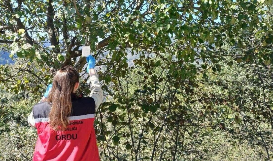Ordu’nun Kumru ilçesinde, tarımsal üretime ciddi zararlar veren kahverengi kokarca