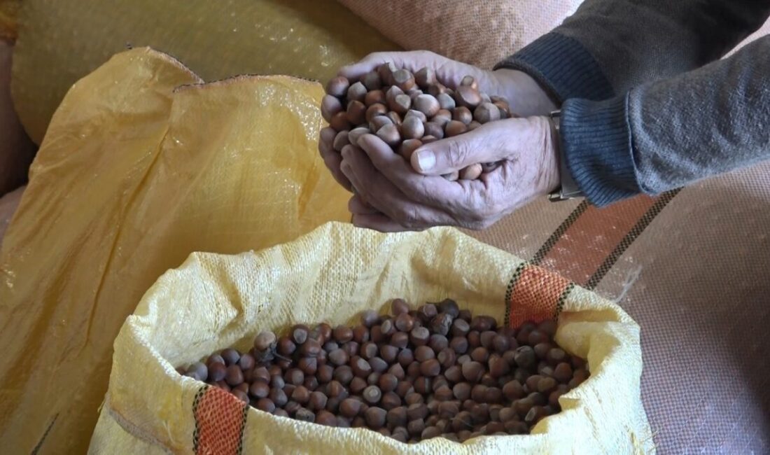 Ordu’da serbest piyasada 50 randımanlı fındık fiyatı 300 liradan işlem