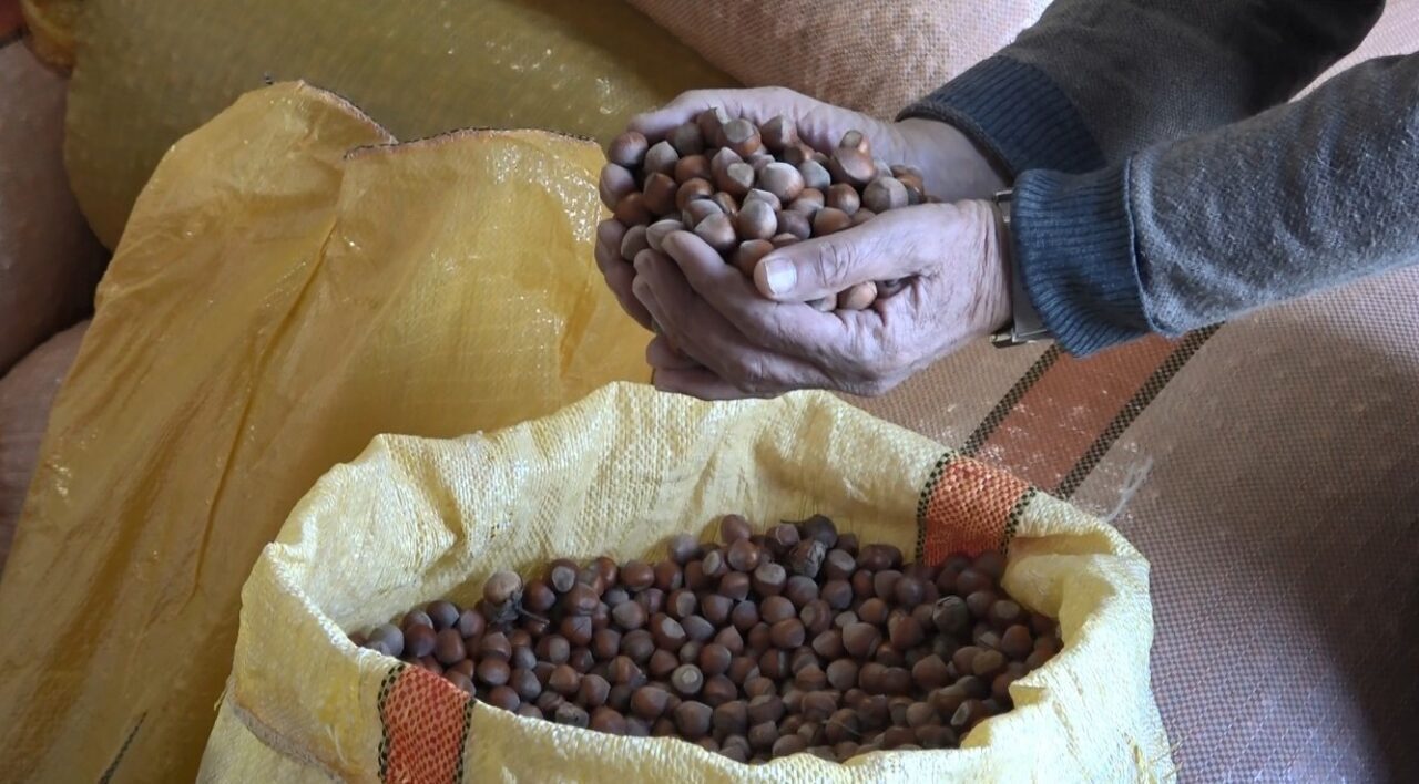 Ordu’da serbest piyasada 50 randımanlı fındık fiyatı 300 liradan işlem