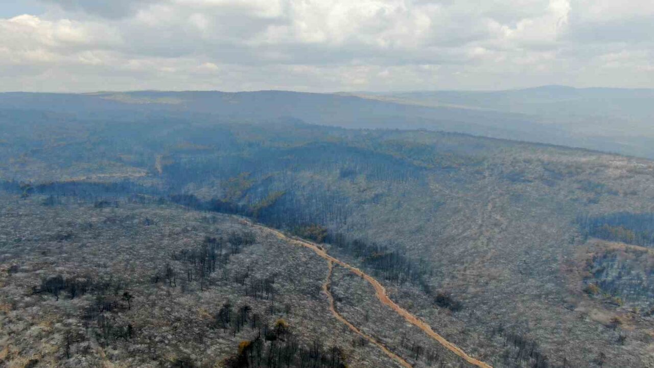 Kastamonu’nun Araç ilçesindeki orman yangının kontrol altına alınmasının ardından ortaya