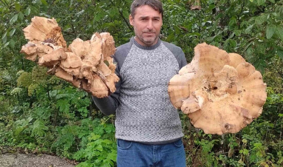 Ordu’nun Akkuş ilçesinde ailesiyle orman gezisine çıkan bir vatandaş, 3