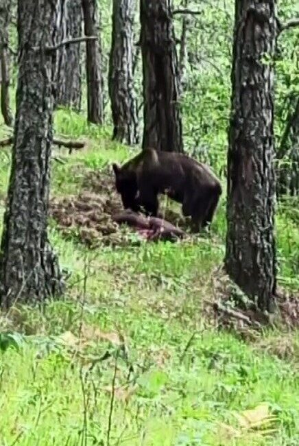 Kastamonu’nun Daday ilçesinde ormanlık alanda avladığı domuzla beslenen ayı, cep