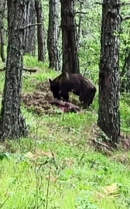 Kastamonu’nun Daday ilçesinde ormanlık alanda avladığı domuzla beslenen ayı, cep