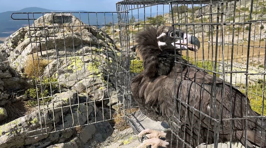 Bolu’da ormanda hasta bulunan nesli tehlike altındaki kara akbaba, 15