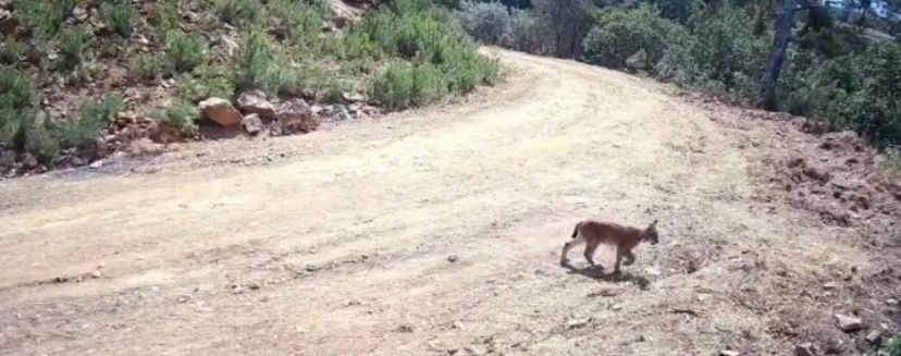 Çankırı’da doğaya yerleştirilen fotokapanlar, nesli tükenme tehlikesi altındaki vaşak ve