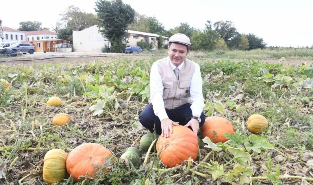 Osmangazi Belediyesi iştiraki olan Gazi Tarım A.Ş’nin tarım ilacı kullanmadan