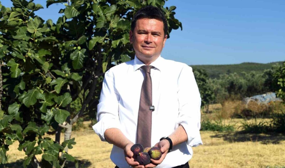 Bursa’yı dünya incir üretiminde zirveye taşıyan siyah incir, Osmangazi’de coşkulu