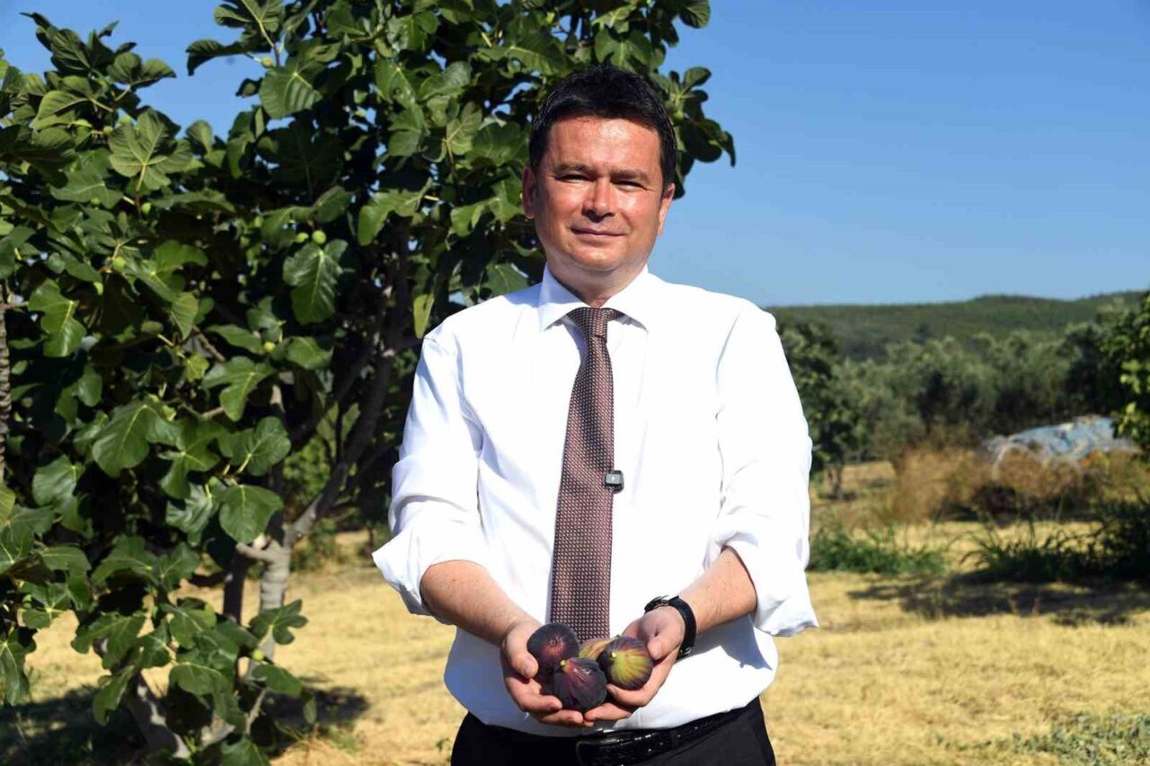 Bursa’yı dünya incir üretiminde zirveye taşıyan siyah incir, Osmangazi’de coşkulu