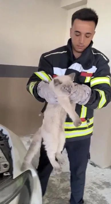 Osmaniye’de otomobilin motor kısmına sıkışan kedi, itfaiye ekiplerinin müdahalesiyle kurtarıldı.