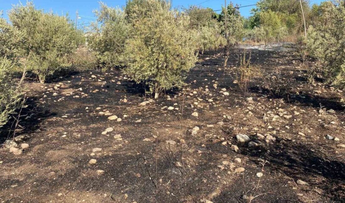 Osmaniye’nin Düziçi ilçesin zeytin bahçesinde çıkan yangın, mahalle sakinlerinde büyük