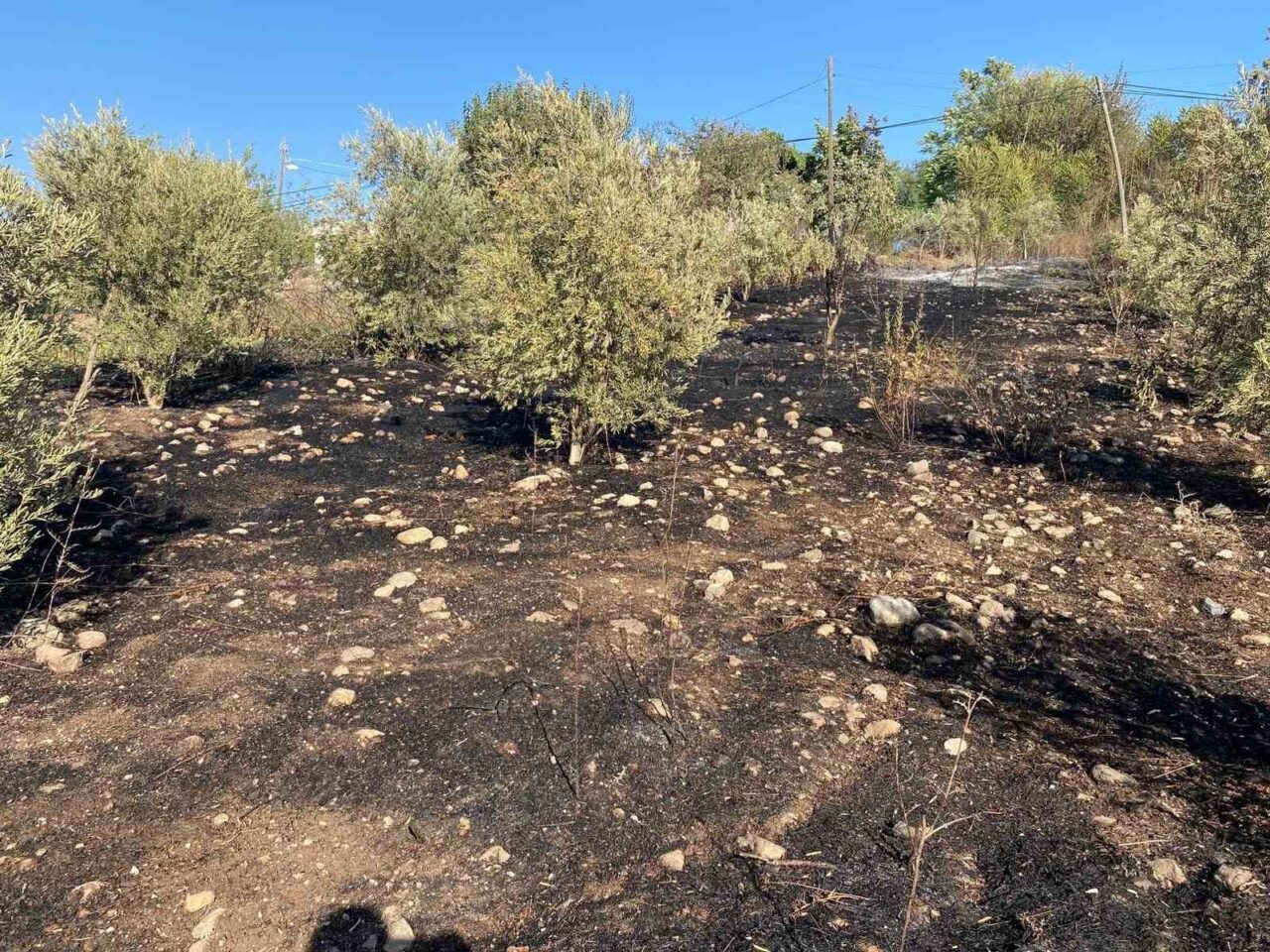Osmaniye’nin Düziçi ilçesin zeytin bahçesinde çıkan yangın, mahalle sakinlerinde büyük