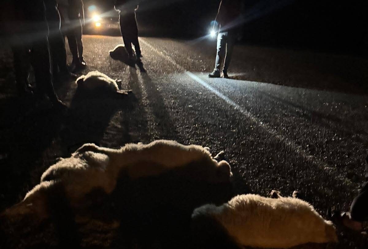 Adana’nın Kozan ilçesinde sürüdeki hayvanlara otomobilin çarpması sonucu 11 koyun