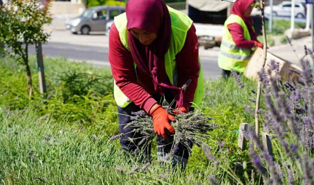 Bilecik’te bazı caddelerin orta refüjlerine belediye tarafından ekilen ve göz