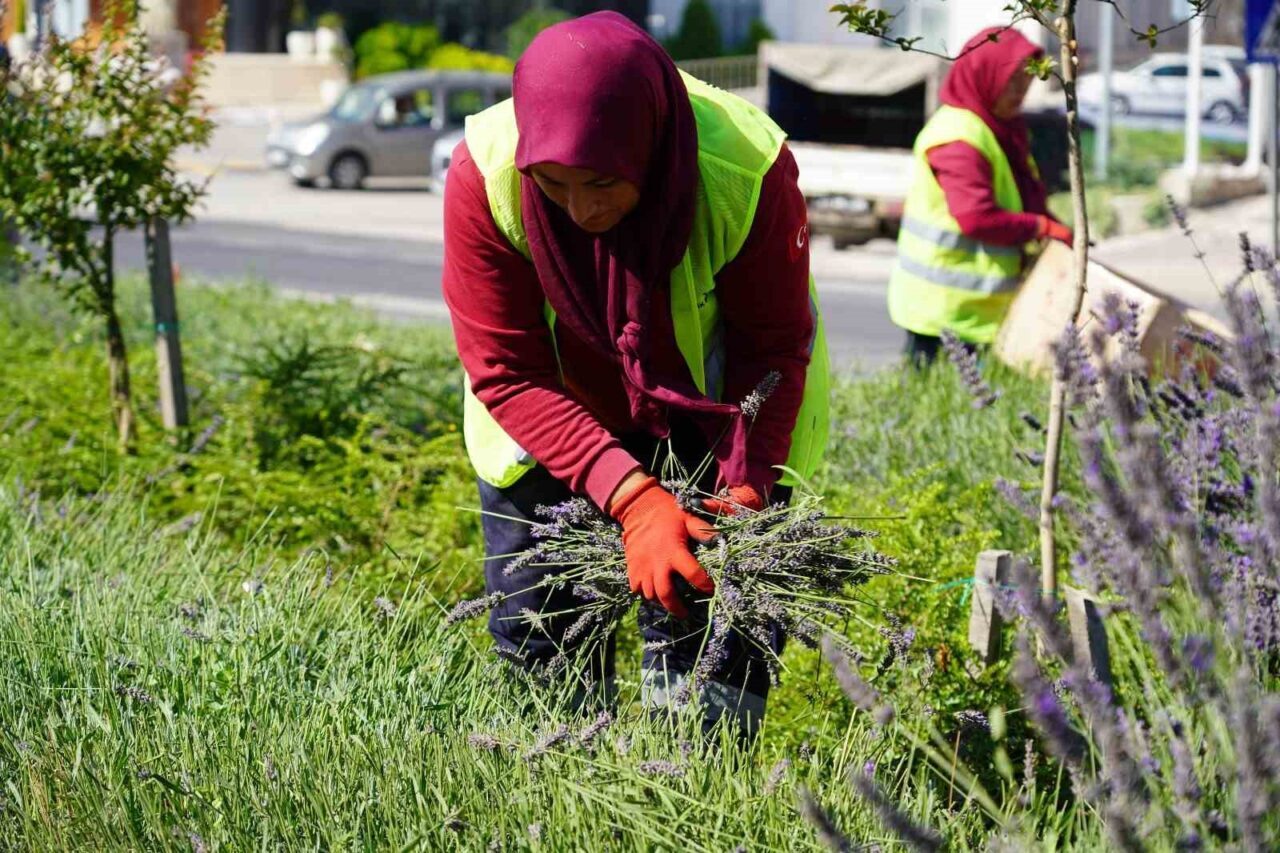 Bilecik’te bazı caddelerin orta refüjlerine belediye tarafından ekilen ve göz