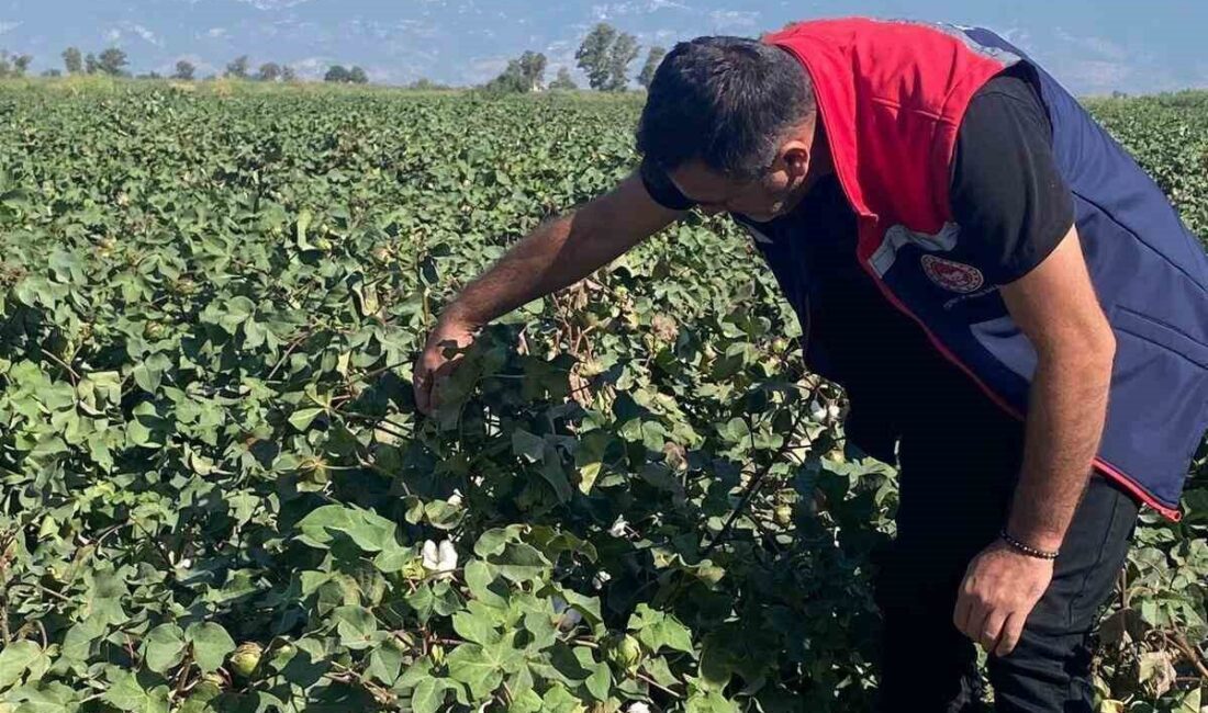 Aydın’ın Didim ilçesinde pamuk tarlalarında yapılan kontrollerde olumsuz bir bulguya
