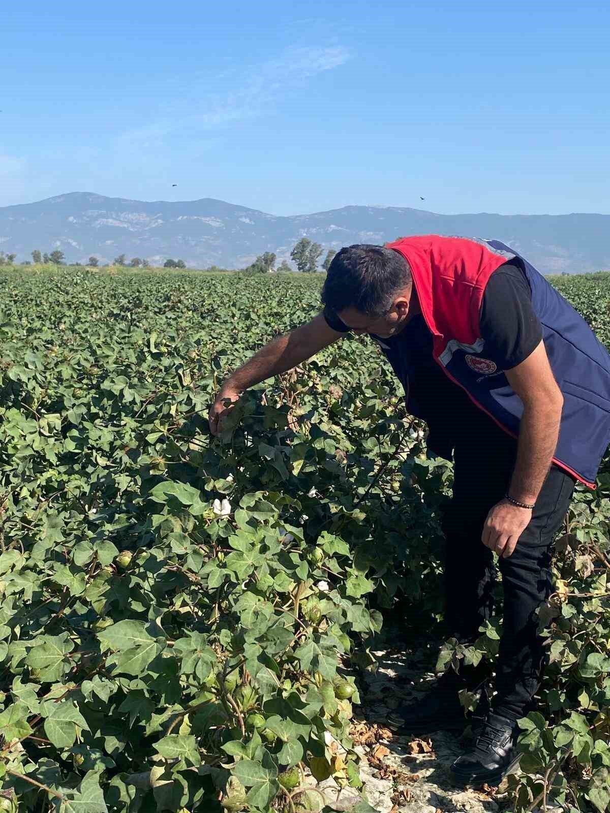 Aydın’ın Didim ilçesinde pamuk tarlalarında yapılan kontrollerde olumsuz bir bulguya