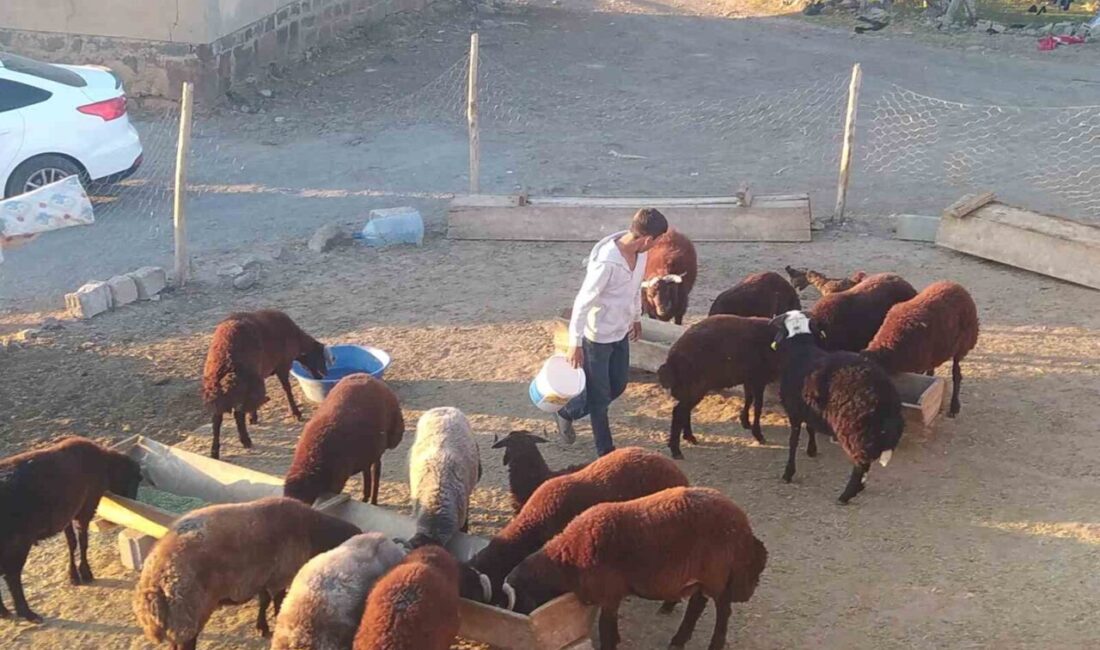 Patnos’ta besiciler, kış öncesi küçükbaş hayvanlarının bakımını titizlikle yaparak hem