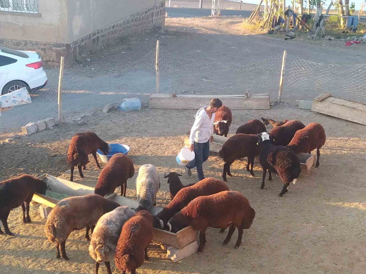 Patnos’ta besiciler, kış öncesi küçükbaş hayvanlarının bakımını titizlikle yaparak hem