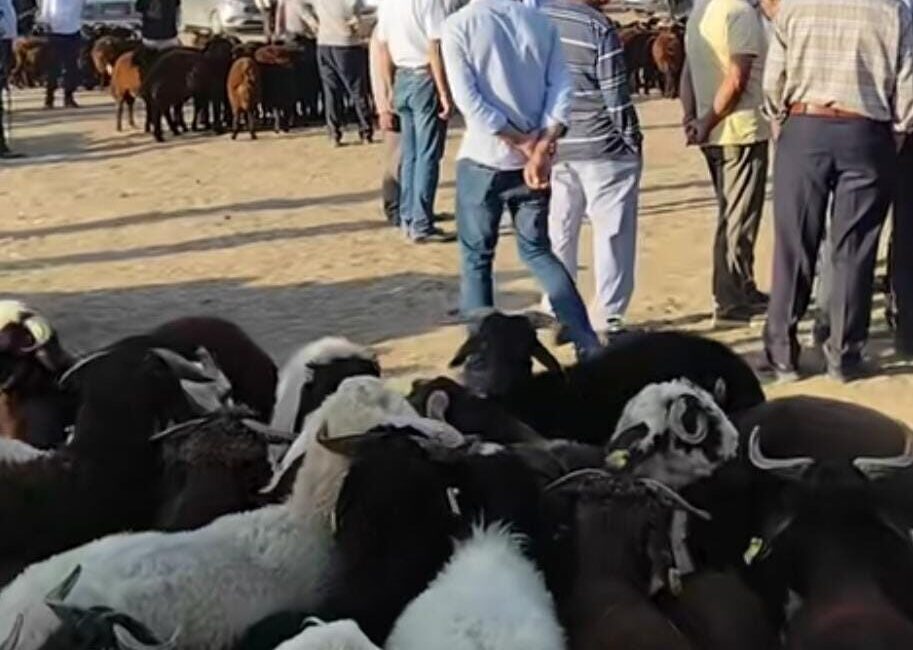 Şap hastalığı nedeniyle uzun süre kapalı kalan Patnos hayvan pazarı