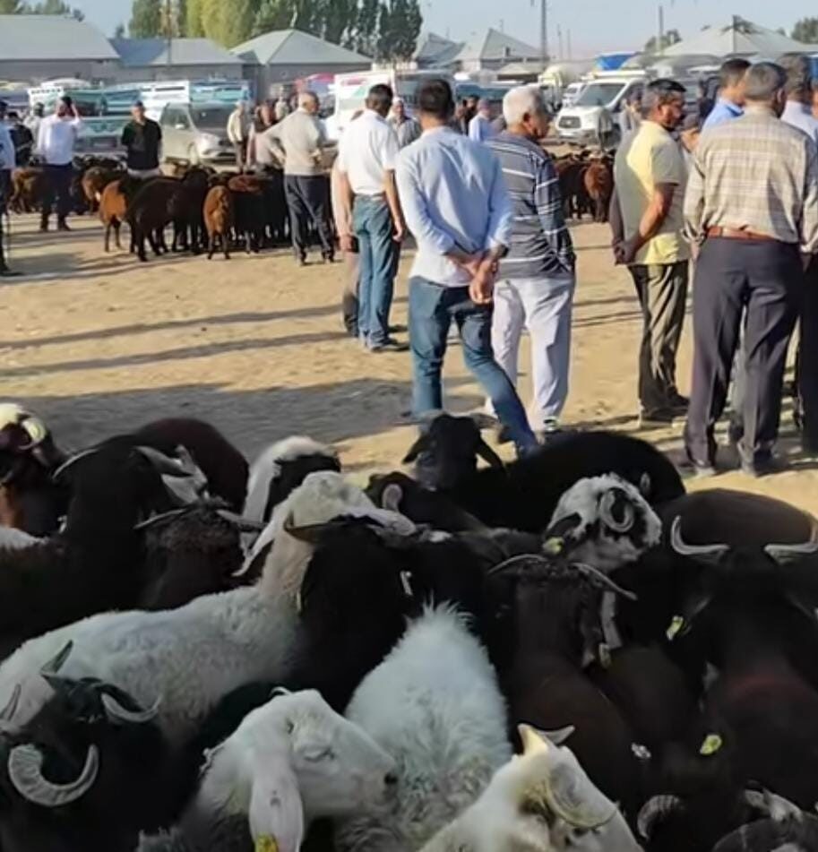Şap hastalığı nedeniyle uzun süre kapalı kalan Patnos hayvan pazarı