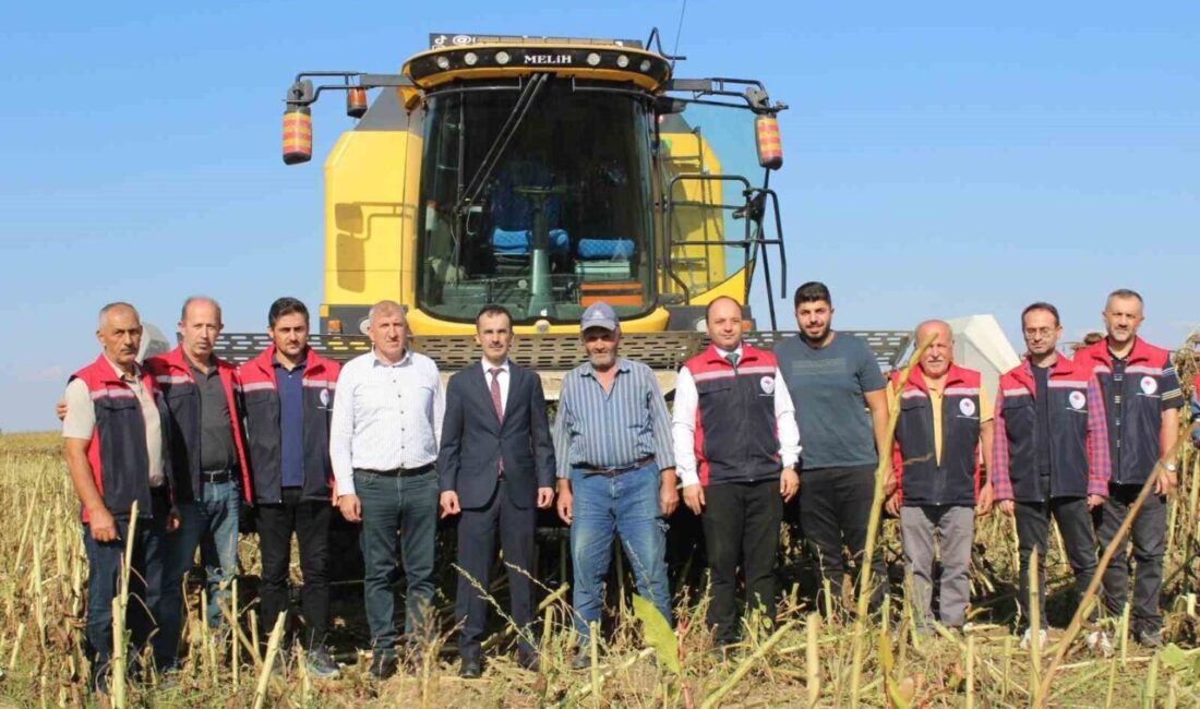 Tokat’ın Pazar ilçesinde 2 bin dekar alanda ekilen ayçiçeğinde başlayan