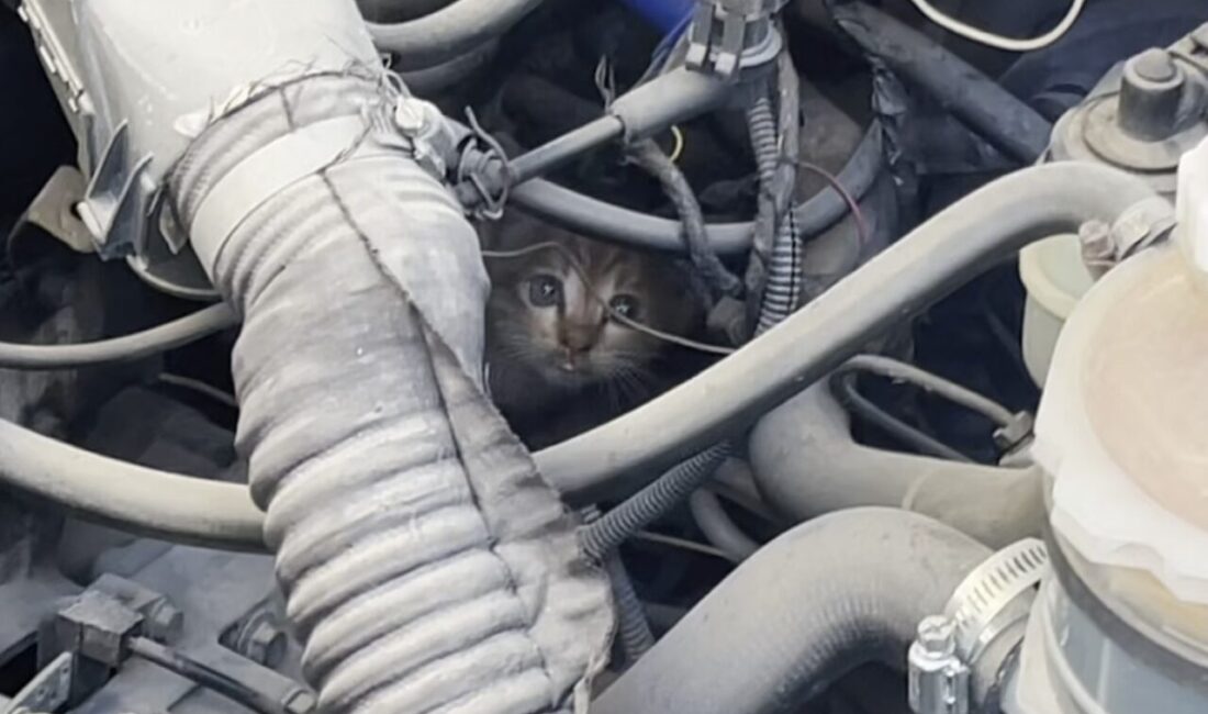 Aksaray’da korktuğu için girdiği aracın kaputunda sıkışan yavru kedi itfaiye