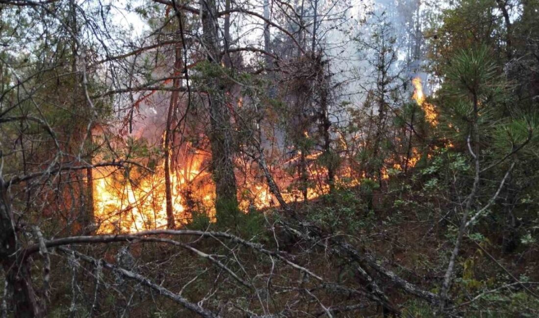 Karadeniz Teknik Üniversitesi (KTÜ) Orman Fakültesi Orman Mühendisliği Bölümü Öğretim