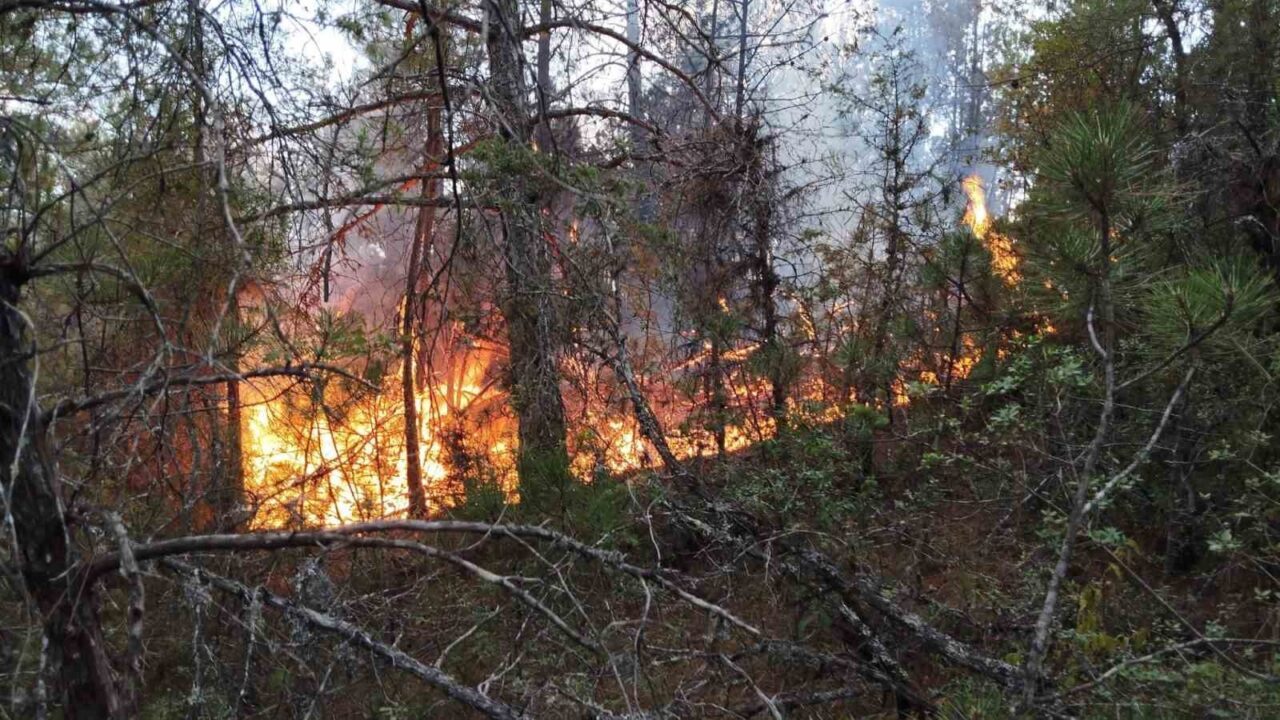Karadeniz Teknik Üniversitesi (KTÜ) Orman Fakültesi Orman Mühendisliği Bölümü Öğretim
