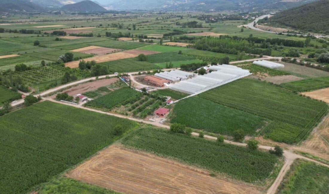 Küresel iklim değişikliği, “don vurmaz” denilen meyveleri bile yakarken, Tokat