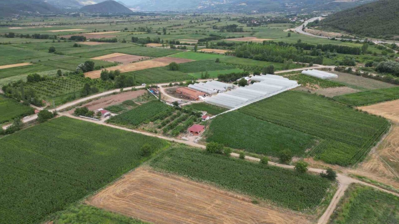 Küresel iklim değişikliği, “don vurmaz” denilen meyveleri bile yakarken, Tokat