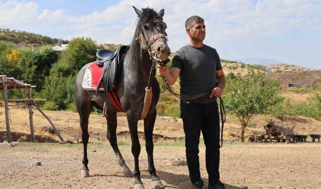 Elazığ’ın tarihi Palu ilçesinde Osmanlı’ya ait rahvan atlar yeniden yetiştiriliyor.